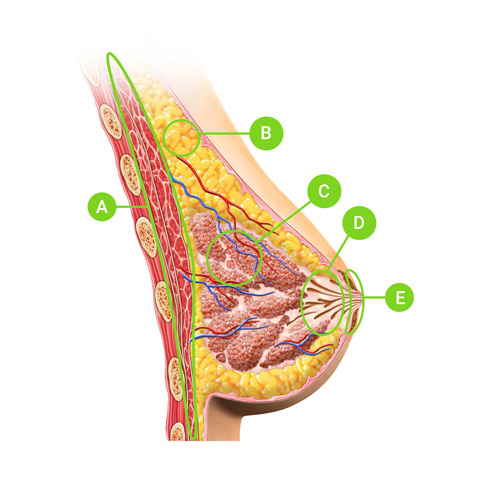 Cancer du sein - Dr Bénédicte Henry | Rajeunissement Vaginal ...